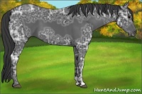 Horse Color:Black Ice 