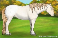 Horse Color:Smoky Blue Ice Roan Pearl Appaloosa 