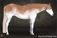 Horse Color:White Spotted Chestnut 