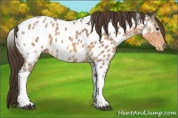 Horse Color:Buckskin Ice Tobiano Appaloosa 