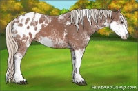 Horse Color:Silver Brown Ice Sabino Appaloosa 