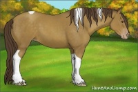 Horse Color:Classic Cream Champagne Tobiano