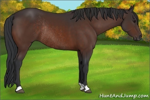 Horse Color:Brown Rabicano 