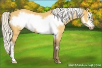 Horse Color:Silver Buckskin Frame Rabicano