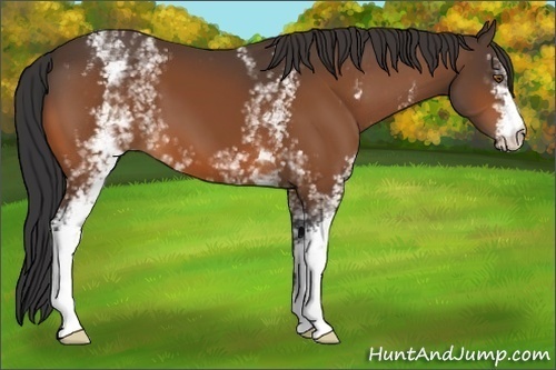 Horse Color:White Spotted Bay 