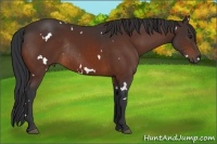 Horse Color:White Spotted Bay Rabicano 