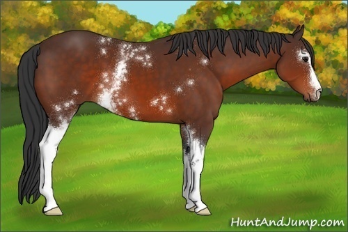 Horse Color:White Spotted Brown 