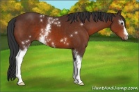 Horse Color:White Spotted Brown 