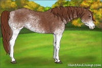 Horse Color:White Spotted Chestnut