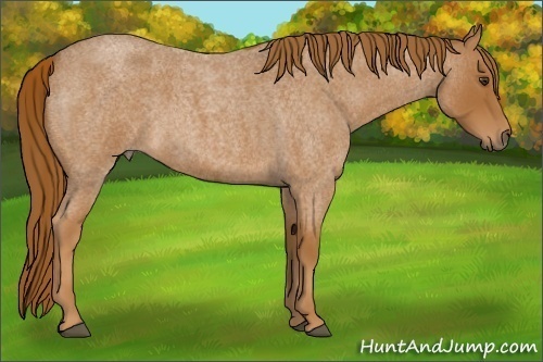 Horse Color:Red Roan