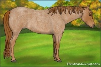 Horse Color:Red Roan 