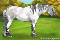 Horse Color:White Spotted Grullo