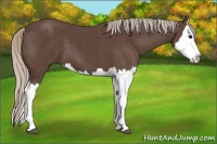 Horse Color:Silver Black Splash
