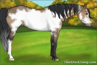 Horse Color:Brown Dun Frame Rabicano
