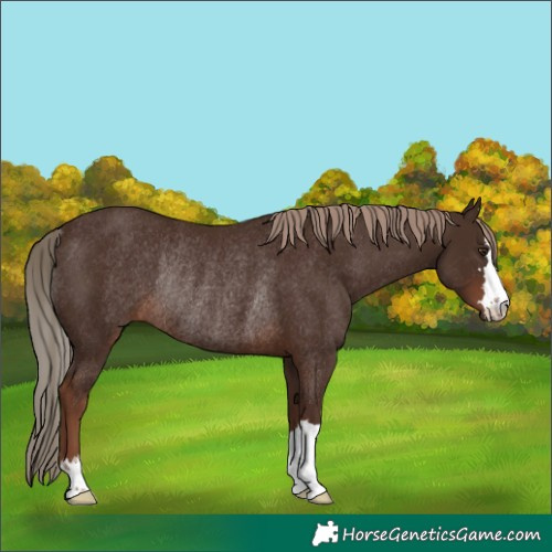 Horse Color:Liver Chestnut Rabicano