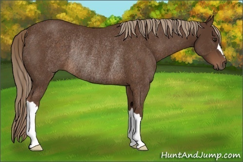 Horse Color:Liver Chestnut Rabicano