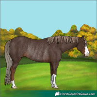 Horse Color:Liver Chestnut Rabicano 