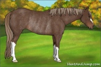 Horse Color:Liver Chestnut Rabicano