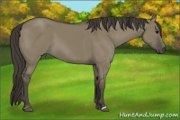 Horse Color:Smoky Grullo