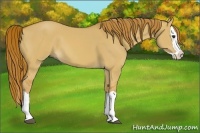 Horse Color:Red Dun Splash