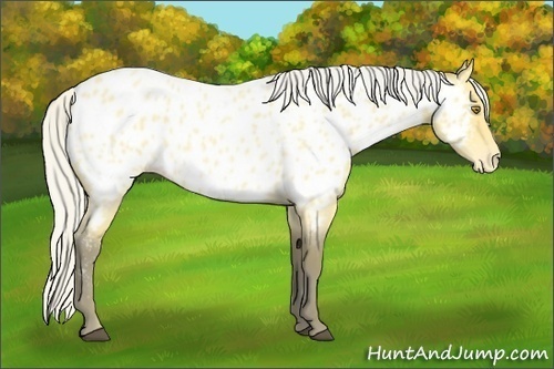 Horse Color:Silver Buckskin Roan Appaloosa
