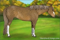 Horse Color:Chocolate Palomino 
