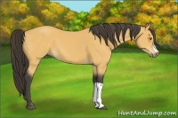 Horse Color:Buckskin 