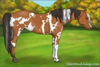 Horse Color:White Spotted Bay 