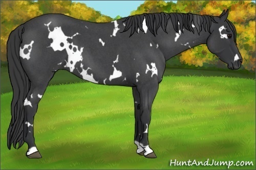 Horse Color:White Spotted Blue Roan 