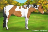 Horse Color:Bay Tobiano 