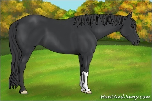 Horse Color:Black 