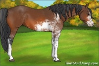 Horse Color:Bay Sabino 