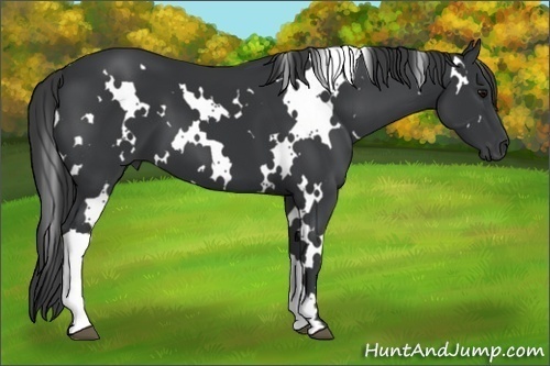 Horse Color:White Spotted Black 