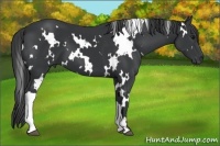 Horse Color:White Spotted Black