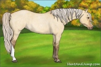 Horse Color:Silver Bay Roan Dun 