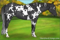 Horse Color:White Spotted Black