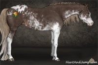 Horse Color:Liver Chestnut Sabino Appaloosa