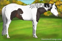 Horse Color:Gray Bay Splash Tobiano