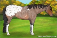 Horse Color:Bay Roan Appaloosa