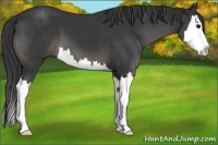 Horse Color:Black Sabino Splash