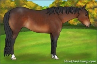 Horse Color:Brown 