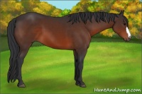 Horse Color:Brown 