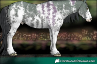 Horse Color:Grullo Chinchilla Sabino  and Grullo Chinchilla Sabino 