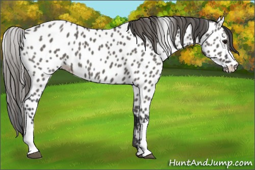 Horse Color:Grullo Near Leopard 