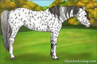 Horse Color:Grullo Appaloosa 