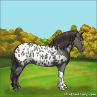 Horse Color:Grullo Appaloosa 