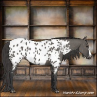 Horse Color:Grullo Near Leopard 