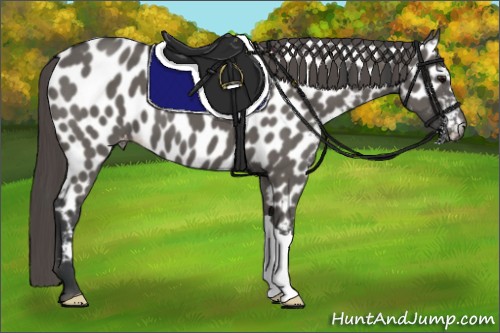 Horse Color:Grullo Appaloosa 