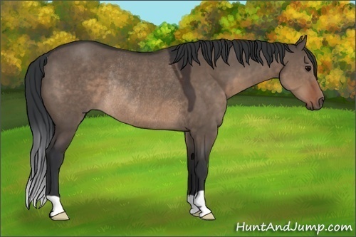 Horse Color:Brown Dun Rabicano 