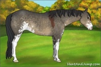 Horse Color:Brown Dun Sabino 